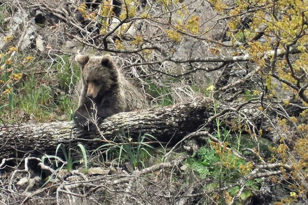 Avistamiento de osos pardos cantábricos en Asturias - Casa ...